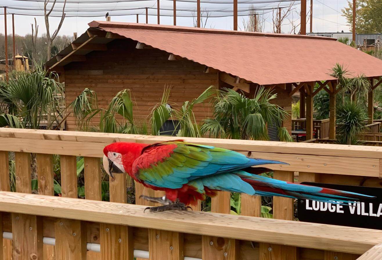 perroquet lodge passerelle